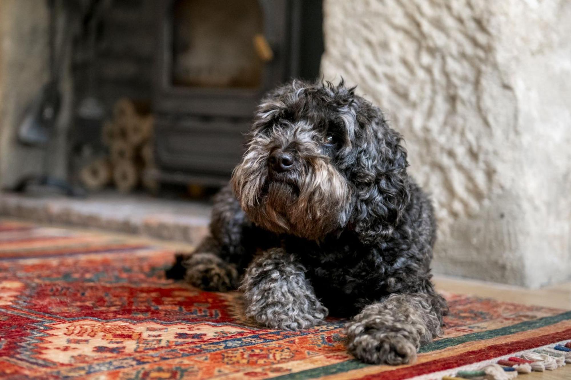 Jenny Wren Cottage Middleham Esterno foto
